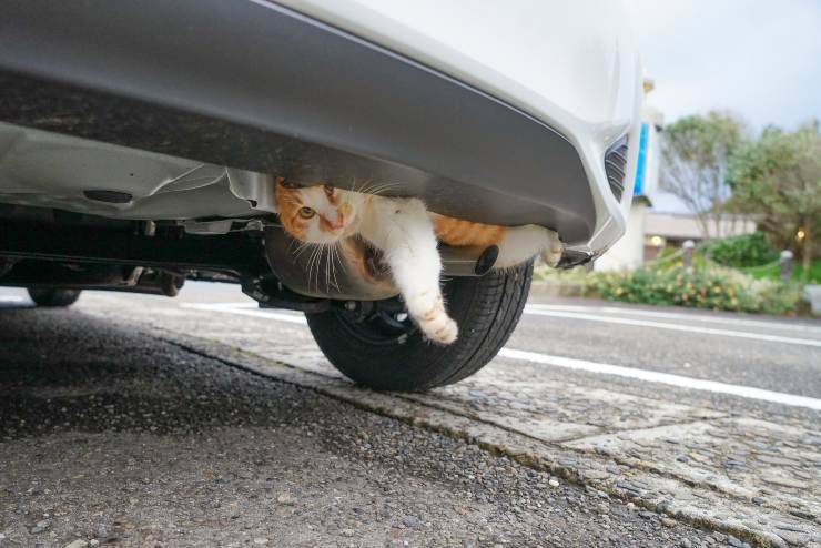 Gatto