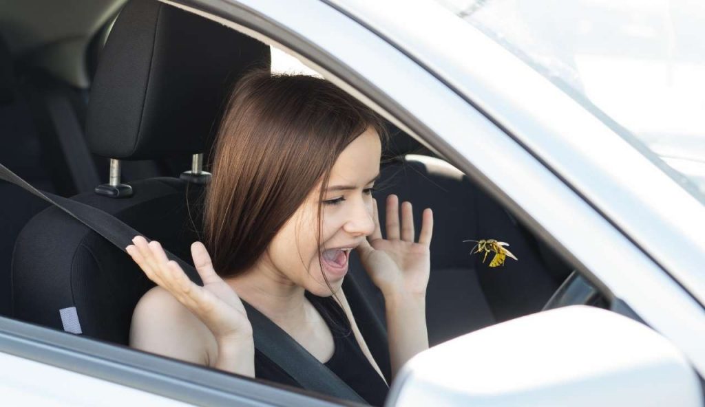 Insetti in auto