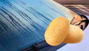 Patata