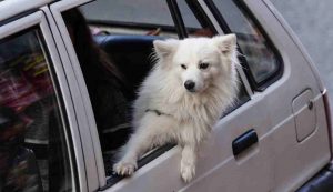 Cane in auto